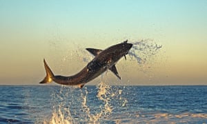 grande tubarão branco