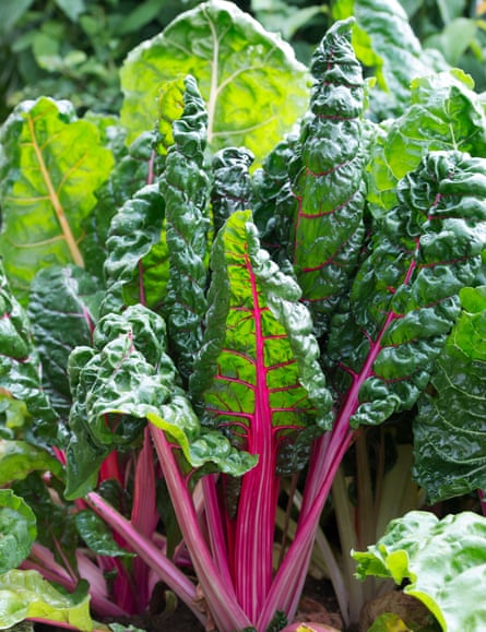 Swiss chard ‘Bright Lights’ in a vegetable patch
