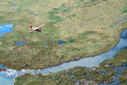An airplane flies over caribou on the coastal plain of the Arctic national wildlife refuge in north-east Alaska.