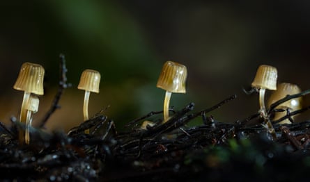 Mycena mamaku fungus, with a small dark yellow cup-shaped head and thin stem pokes out of the ground