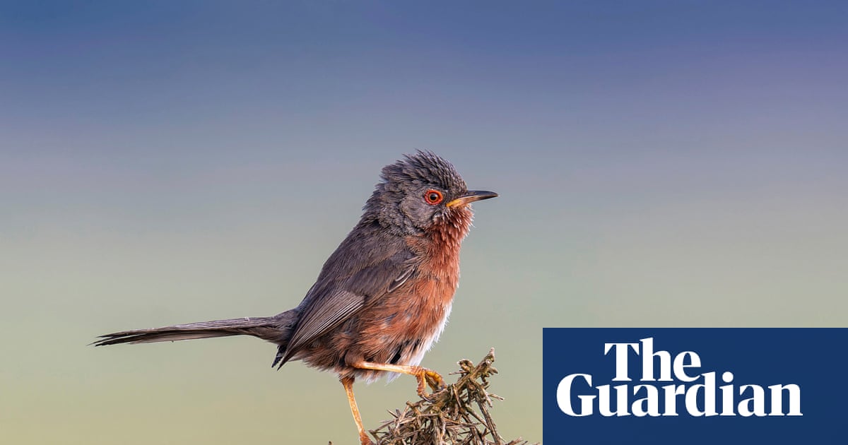 Weatherwatch: wildfires driven by global heating destroy UK bird habitats