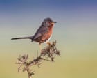 Weatherwatch: wildfires driven by global heating destroy UK bird habitats