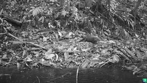A black and white image shows an otter among leaves next to water