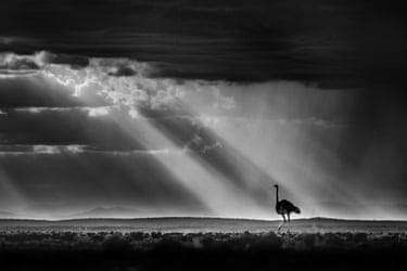 A lone ostrich on a plain under a threatening sky with sun rays breaking through