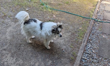 An image of a dog with a white coat marked with black patches in a backyard