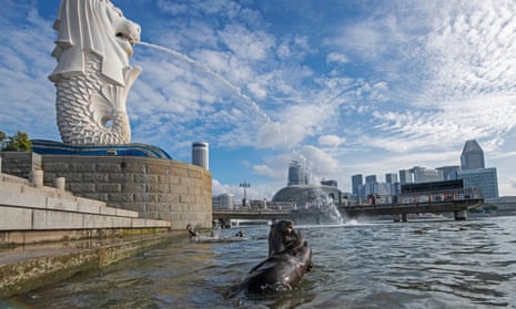 Ottters play in the water next to Merlion statue