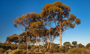 Eucalyptus trees in Western Australia
