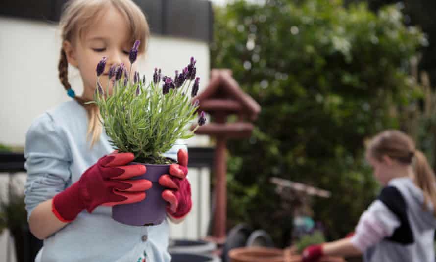 Young girl holding lavender plant