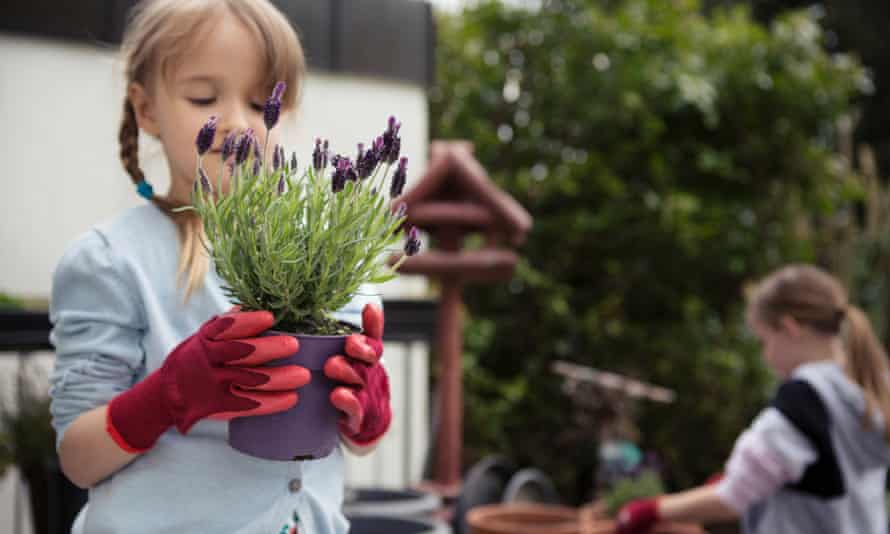 Greenhouse effect: Palms and lavender replace hollyhocks in British gardens | Gardens Greenhouse effect: Palms and lavender replace hollyhocks in British gardens | Gardens