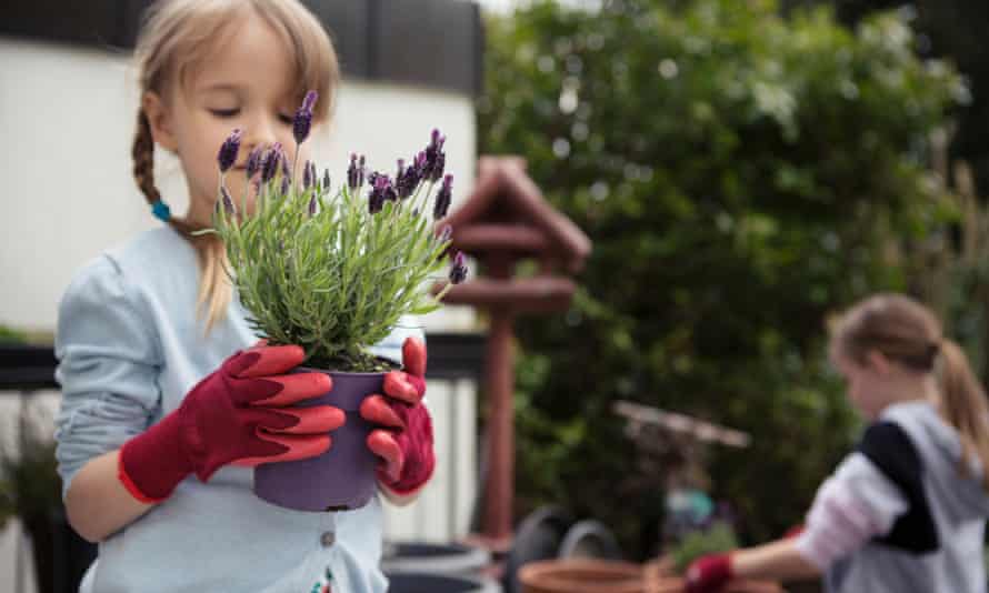 Greenhouse effect: Palms and lavender replace hollyhocks in British gardens | Gardens