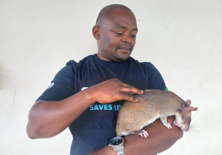A man strokes a huge rodent cradled in his arm