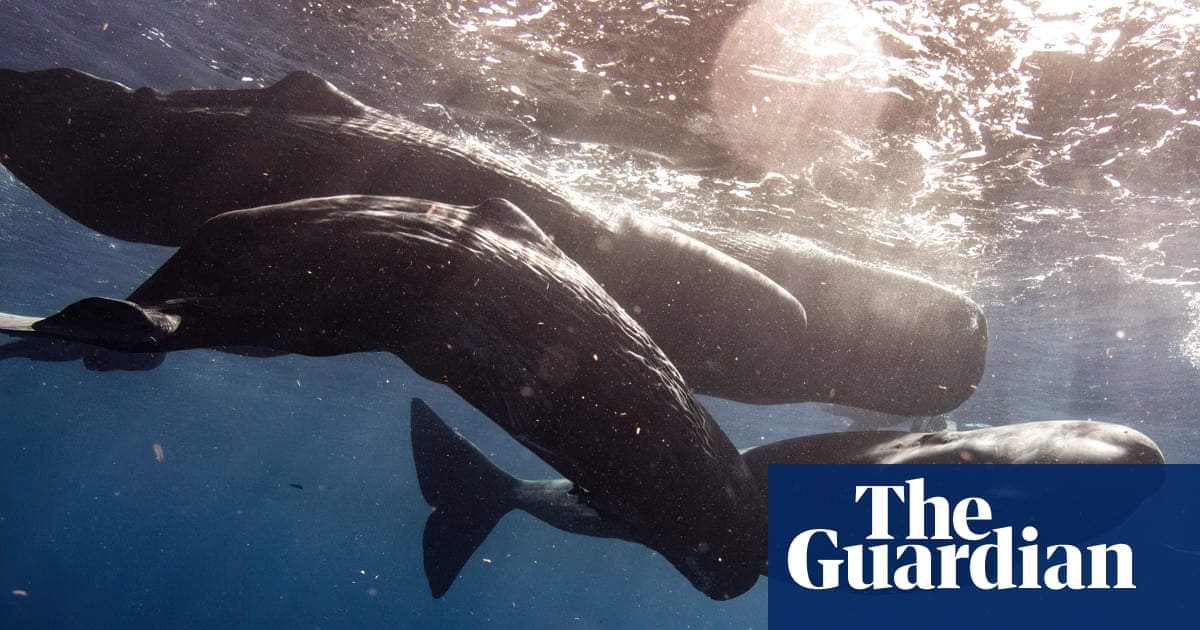 Проучване на звуците и хранителните навици показва че животните се