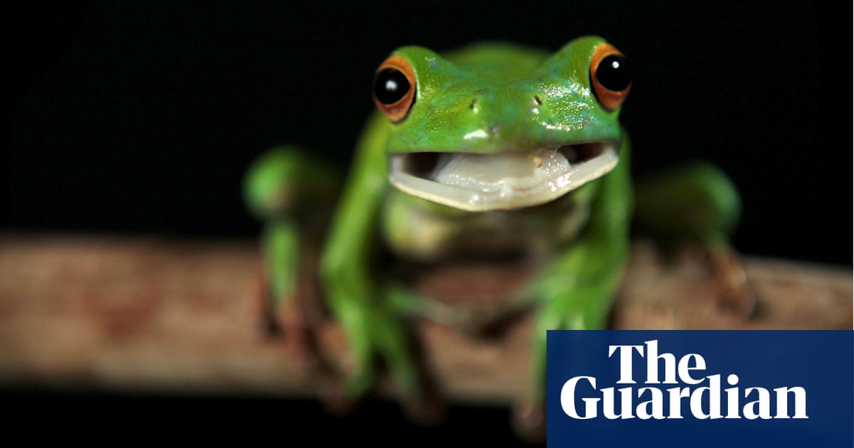 ‘Like nothing in my lifetime’: researchers race to unravel the mystery of Australia’s dying frogs
