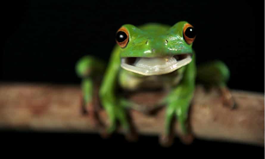 A white-lipped tree frog