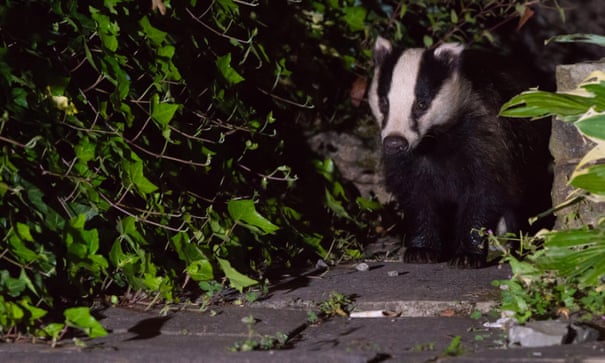 Badger cull extended in England with more than 60,000 in line of fire Badger cull extended in England with more than 60,000 in line of fire