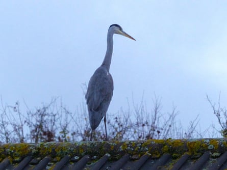 Heron on a roof in Hitchin, Hertfordshire