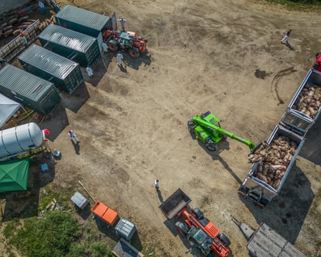 Pig culling at a farm in Lombardy, northern Italy, last week.