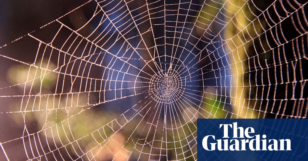 Noble false widow spider captures bat in UK attic