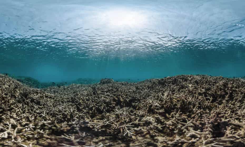 Marine food chains at risk of collapse, extensive study of ...