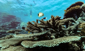 great barrier reef