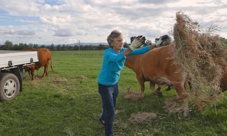 Bowman feeds her cattle