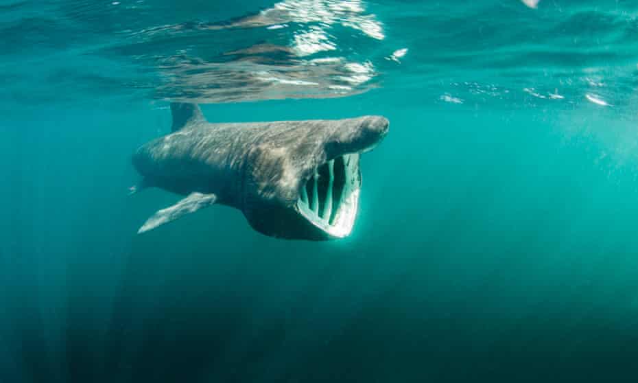 Like their tropical relatives, basking sharks are now forming part of the eco-tourism business.