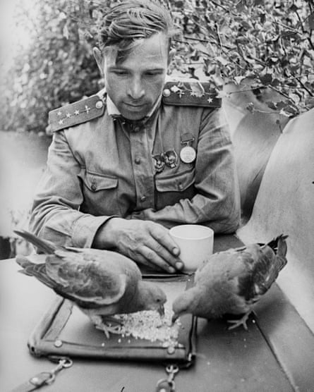 Soviet fighter pilot, Captain V. Popov, feeding pigeons on the tail of a fighter aircraft, Kalinin Front, Soviet Union, 1943