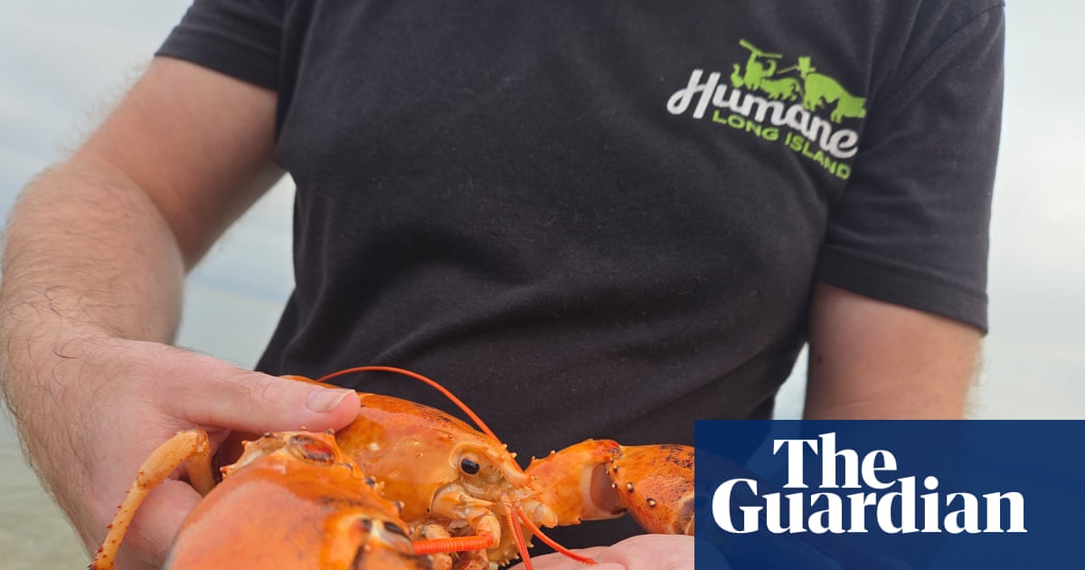 Rare orange lobster found in New York supermarket returned to sea