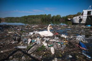 Um cisne faz um ninho com lixo plástico perto de um dreno de esgoto na margem do rio Danúbio, perto do centro de Belgrado, na Sérvia. Cerca de um terço de Belgrado, uma cidade de 1,6 milhão de habitantes, não tem conexão com sistemas de drenagem e, em vez disso, depende das fossas sépticas que os caminhões despejam diretamente nos rios. O restante despeja seus resíduos não processados para o rio através de cerca de 100 drenos de esgoto