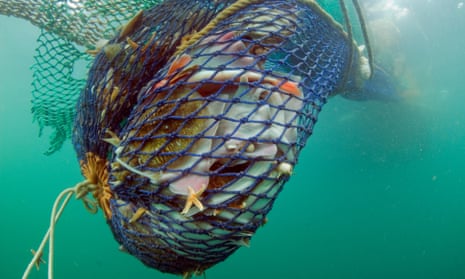 EU slammed over failure to protect marine life from 'destructive' fishing, Marine life