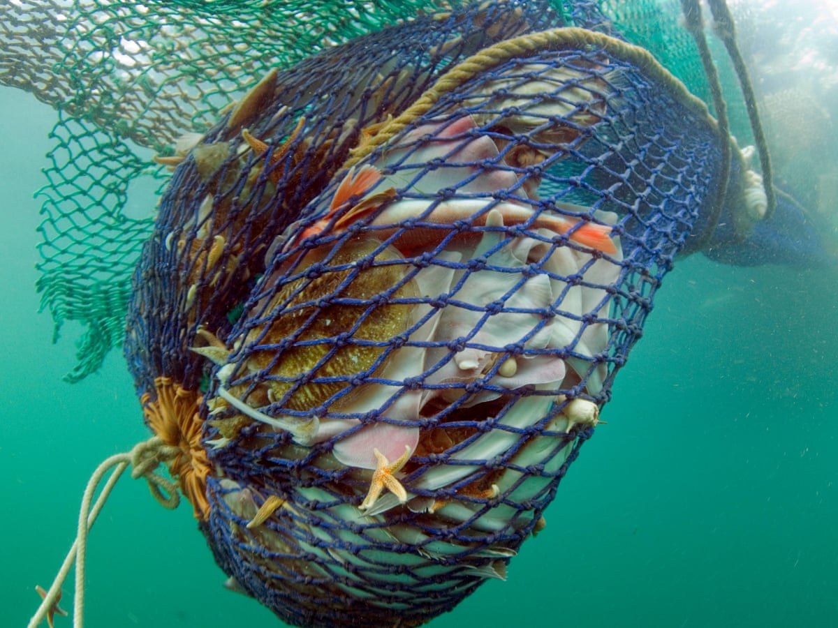 drag net fishing illegal 10FT x 65FT Green Gill Nets Beach Seine Nets Hand Made Fishing Equipment Trammel with PVC Foam Float Bobbers and Lead Sinkers : Sports & Outdoors Locals dob in fishermen over