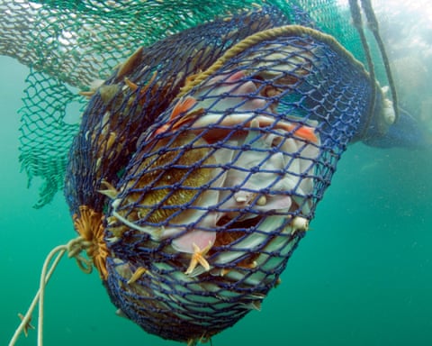 A trawl net full of fish