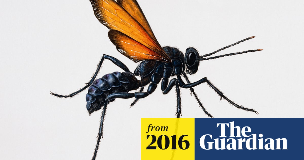 King of sting - the scientist who reviews the stings of insects