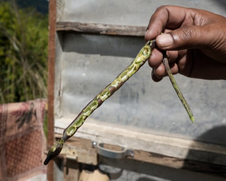 A hand holds out a bean pod with all the beans eaten out of it and bite marks along it