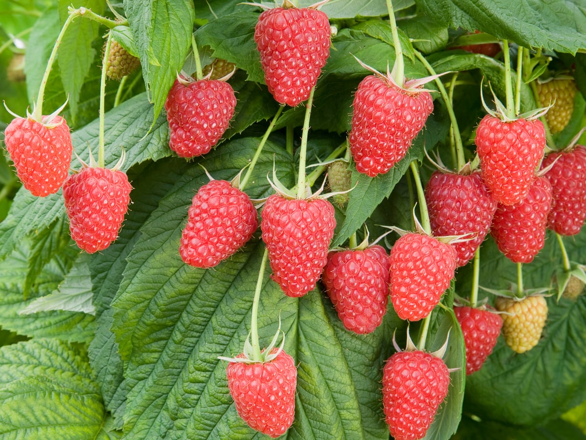 Syria Raspberry Images Of Raspberries