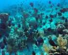 Freedivers, leftover cables and bits of clay: Cuba gets inventive to save its pristine reefs amid US blockade