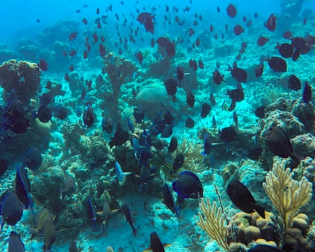 Freedivers, leftover cables and bits of clay: Cuba gets inventive to save its pristine reefs amid US blockade