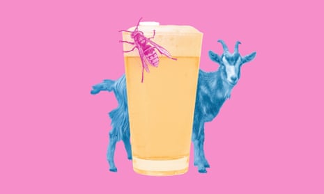 Composite of pint of beer with fly on it and goat behind, against a pink background