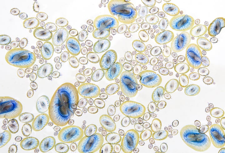 12. Sea Jewels: Art of Nature Winner Dozens of windblown sailors, measuring up to three inches long, seen in a bucket of water at the Monteray Bay National Marine Sanctuary in California Photo: Jodi Frediani