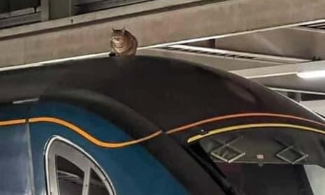 Cat on a train roof at London Euston station