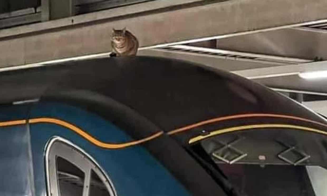 Cat Delays Train