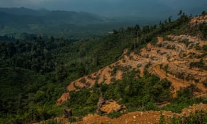Deforestation to make way for palm plantations in the Leuser Ecosystem, Indonesia