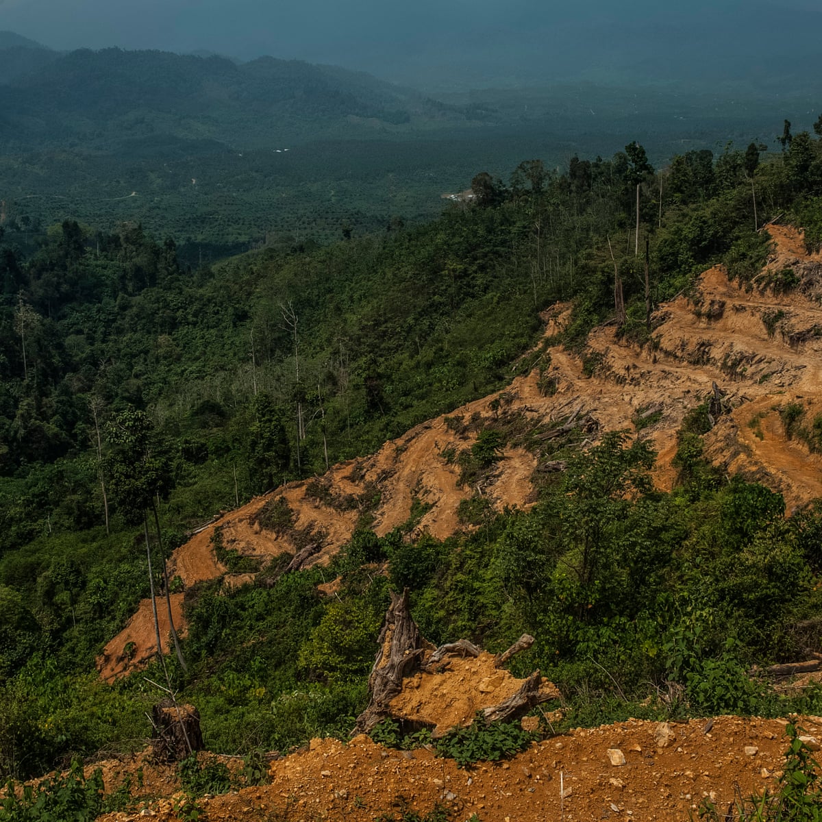 Pepsico Unilever And Nestle Accused Of Complicity In Illegal Rainforest Destruction Palm Oil The Guardian