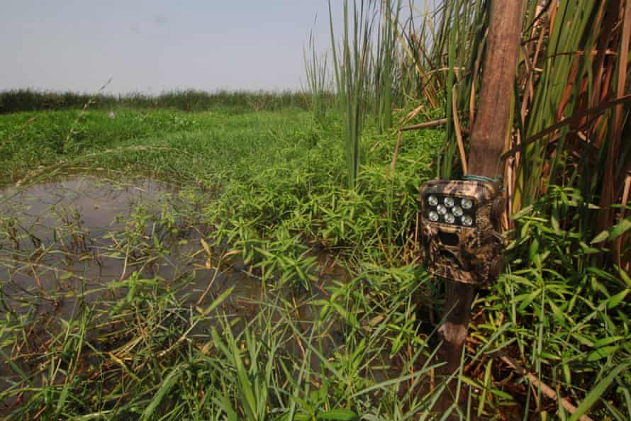 A camera trap installed in an area of Chilika known to be frequented by fishing cats.