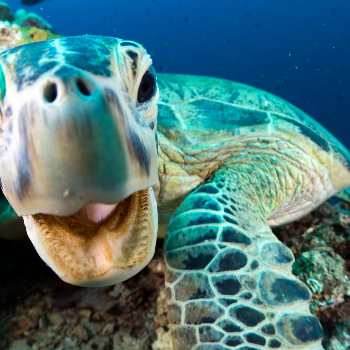 Blue Planet 2: Attenborough defends shots filmed in studio | Oceans | The Guardian Blue Planet 2: Attenborough defends shots filmed in studio | Oceans | The Guardian