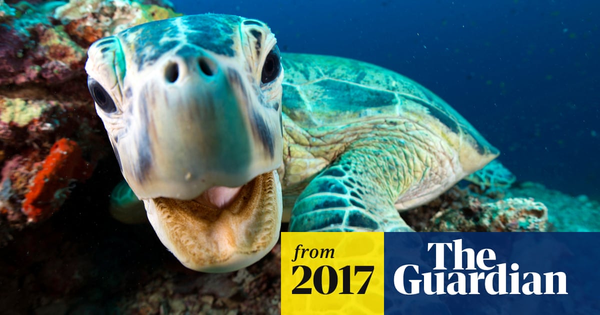 Blue Planet 2 Attenborough Defends Shots Filmed In Studio