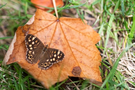 A speckled wood butterfly