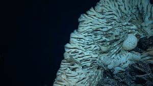 Massive deep sea sponge.