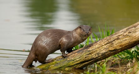 An otter on a branch sticking out of a river in Norfolk