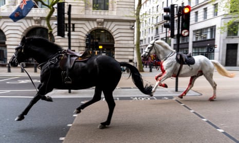 Two horses, black and grey, on the loose bolt through the streets of London near Aldwych.